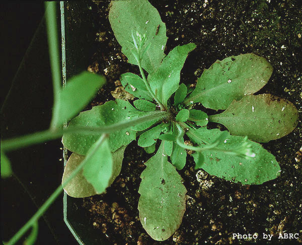 High resolution image of this Arabidopsis plant