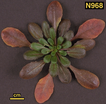 High resolution image of this Arabidopsis plant