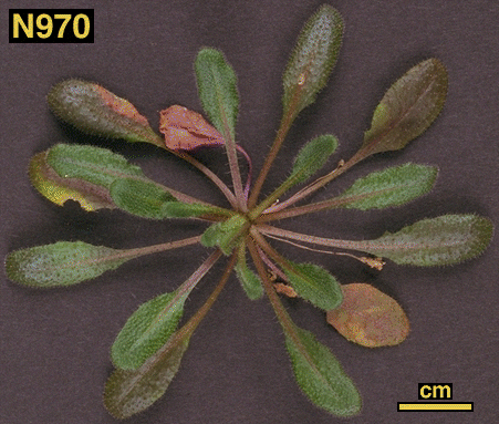 High resolution image of this Arabidopsis plant