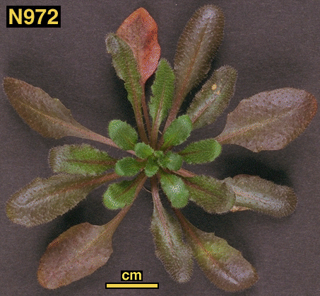 High resolution image of this Arabidopsis plant