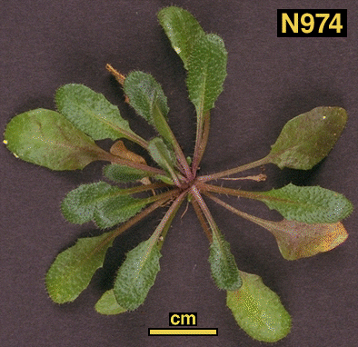 High resolution image of this Arabidopsis plant