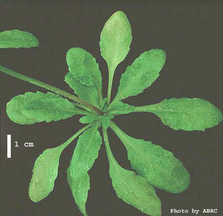 High resolution image of this Arabidopsis plant