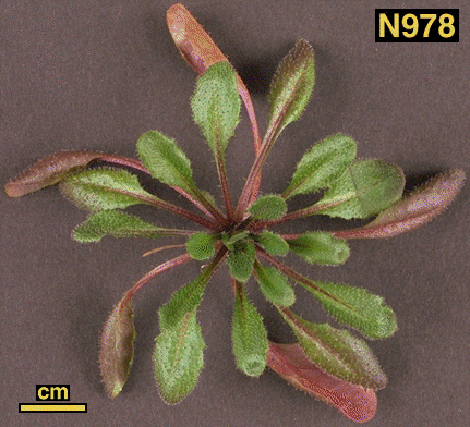 High resolution image of this Arabidopsis plant