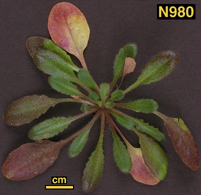 High resolution image of this Arabidopsis plant