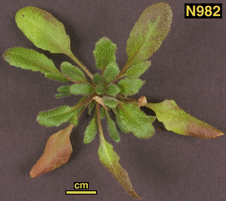 High resolution image of this Arabidopsis plant