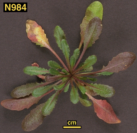 High resolution image of this Arabidopsis plant