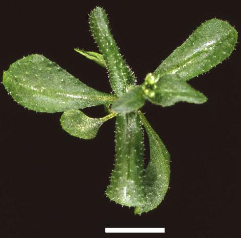 High resolution image of this Arabidopsis plant