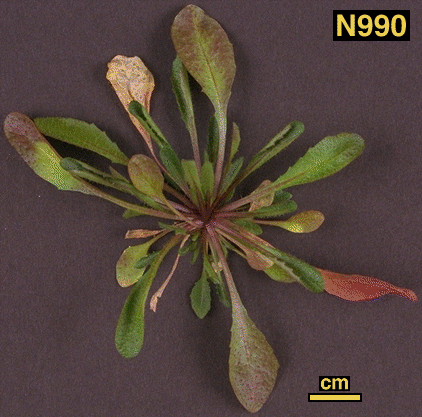 High resolution image of this Arabidopsis plant