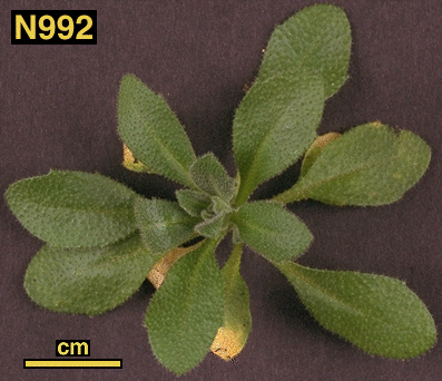 High resolution image of this Arabidopsis plant