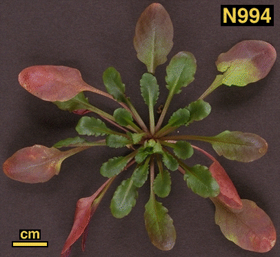 High resolution image of this Arabidopsis plant