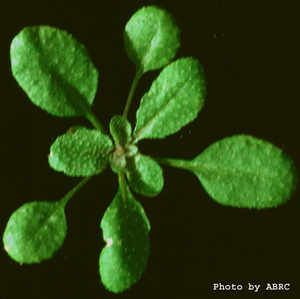High resolution image of this Arabidopsis plant