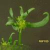 High resoltion image of this Arabidopsis plant