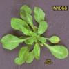 High resoltion image of this Arabidopsis plant