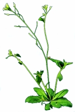 Arabidopsis plant LOGO